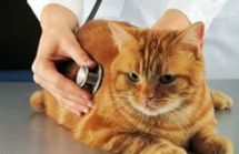 Логотип Кіт і Пес м. Вінниця