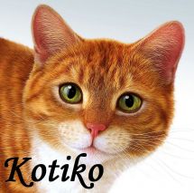 Логотип Kotiko, зоомагазин м. Вінниця