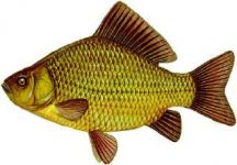 Логотип Лотос г. Тернополь