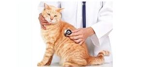 Логотип Рудий кіт, ветеринарна клініка м. Харків