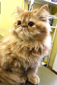 Доктор Бо, ветеринарная клиника фото