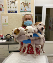 Ветклініка доктора Обуховського, ветеринарний центр фото