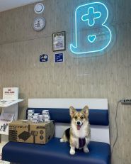Ветеринарний госпіталь на Салтівці фото