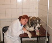 Ветеринарний госпіталь на Олексіївці фото