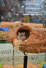 Zooлогія, зоомагазин фото