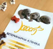 Хвіст, ветеринарна клініка фото