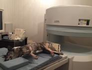 Мрт тварин, ветеринарна клініка фото