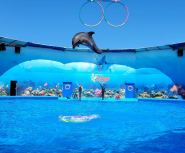 Оскар, дельфинарий фото