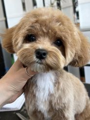 Doggies, грумінг салон для домашніх улюбленців фото