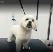 Bon-Bon Dog Spa, груминг фото