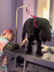 GroomyRoom, груминг-студия фото