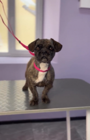 GroomyRoom, грумінг-студія фото