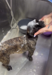 GroomyRoom, грумінг-студія фото