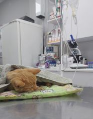 Ветеринарний сервіс на Пушкіна фото