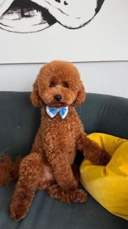 Doggies, грумінг салон для домашніх улюбленців фото