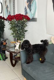 Doggies, грумінг салон для домашніх улюбленців фото