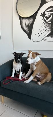 Doggies, грумінг салон для домашніх улюбленців фото