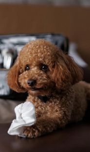 Doggies, грумінг салон для домашніх улюбленців фото