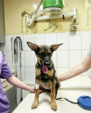 Ветдопомога, ветеринарна клініка фото