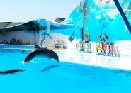 Дельфінарій Оскар фото