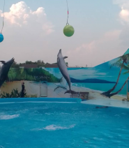 Дельфінарій Оскар фото