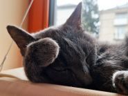 Котейня Муркіт, кав'ярня фото