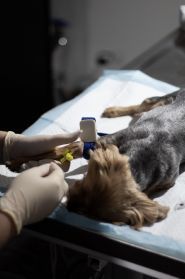 Добрый доктор, ветеринарная клиника фото