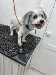 Zoowild, ветеринарна клініка, ветеринарна аптека, зоомагазин фото