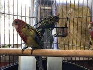 Дивокіт, зоомагазин фото