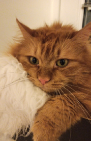 ВетМір, ветеринарна клініка фото