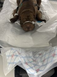 Ветеринарний госпіталь на Соборній фото