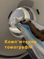 Ветеринарний госпіталь на Соборній фото