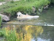 Ветеринарний госпіталь на Соборній фото