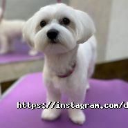 Dambo, зооцентр фото