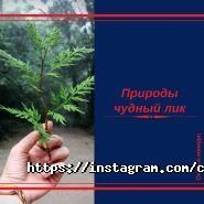 Колледж, МАБ фото