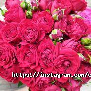 Colibri, квітковий салон фото