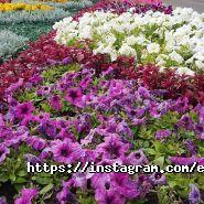 Istanbul Ellissiya фото