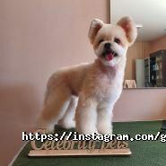Celebrity Pets, салон красоты для животных фото