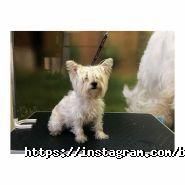 Bruno Groom, зооцентр фото