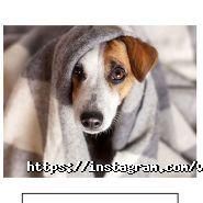 V.O.G Dog Salon, мережа грумінг-салонів фото
