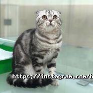 BookingCat, отель для домашних питомцев фото