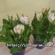 Violette une fleur, цветочный салон фото