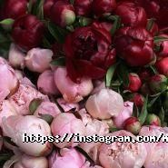 Menta Floral Design, декорування весіль та закладів фото