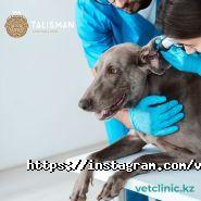 Талисман, ветеринарная клиника фото