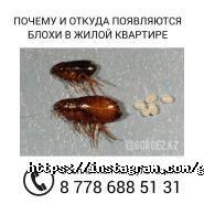 ЦентрГорДез, городская служба дезинсекции фото