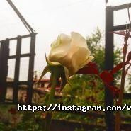 Violette une fleur, цветочный салон фото