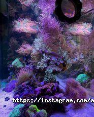 Aquaproject, студія акваріумного дизайну фото
