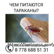 ЦентрГорДез, городская служба дезинсекции фото