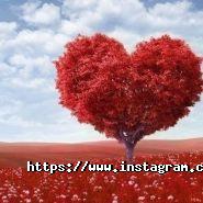 Florum Flos, доставка квітів фото