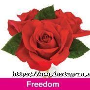 Florum Flos, доставка квітів фото